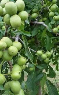 حراج نهال گردو دوساله فقط 100تومن