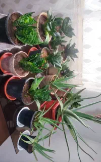 گل طبیعی آلوورا و سانسوریا