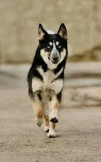 سگ ژرمن و هاسکی