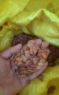 تخم هندوانه دیم