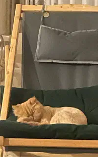 واگذاری گربه