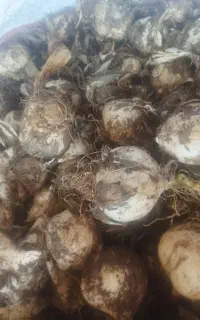 موسیر کوهی تمیز بدون خاک