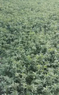 یونجه خوشک پرس ب فروش می‌رسد تعداد ۵۰ عدد