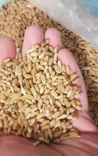 گندم و جو