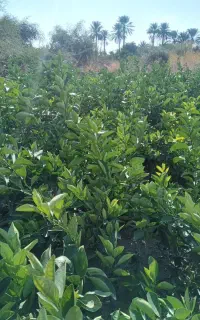 نهال مرکبات