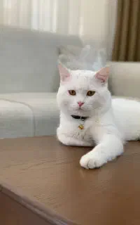 واگذاری گربه اقا برفی