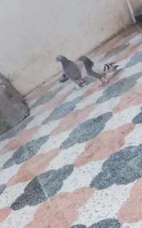 کبوتر