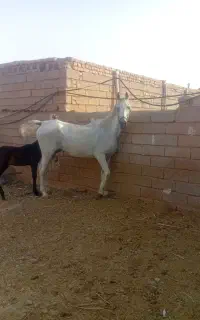 اسب برای فرو