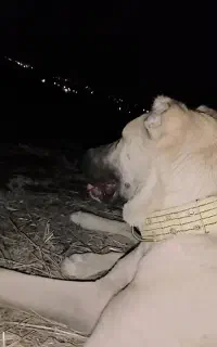 توله سگ خراسانی