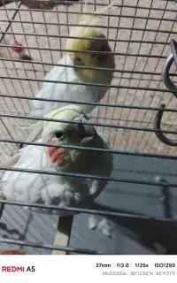 عروس هلندی