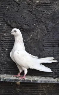 کفتر