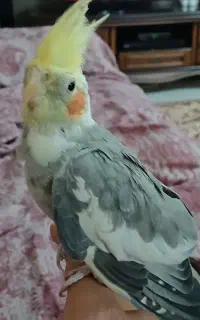 عروس هلندی گمشده