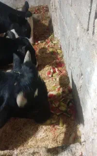 جو ذرت و خوراک شیری ۲