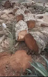 قطع درختان مزاحم شما