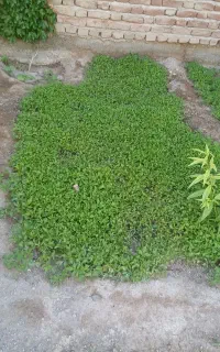شتیل گوجه