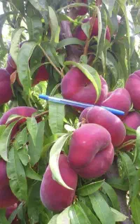 انواع نهال میوه پیوندی چند ساله و آماده باردهی