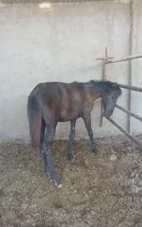 اسب