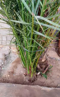 پاجوش نخل حاج باقری