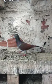 دوبر نر