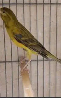 پرنده سرای مزرعه شفیعی