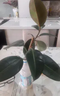 تهاتر فیکوس بلک