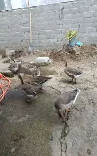 غاز