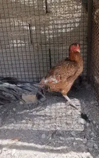 ماده مرغ میانوالی اصیل ضمانتی