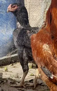 مرغ لاری ۶دانگ