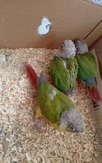 جوجه گرینجیک