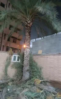 باغبانی