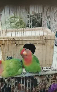 پرنده