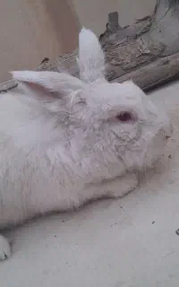 خرگوش سفید