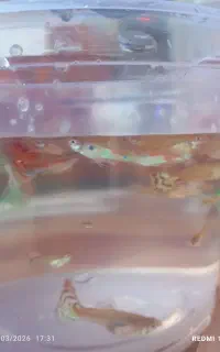 حراج ماهی گوپی 15هزارتومن