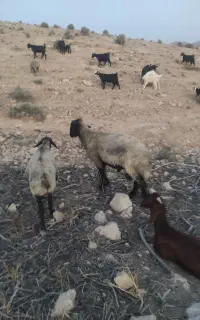 ۳عددقوچ سوزملحه عربی