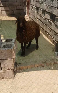 بره نر