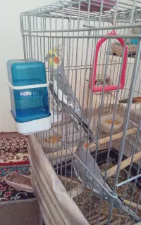 عروس هلندی باقفس