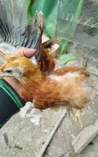 جوجه محلی