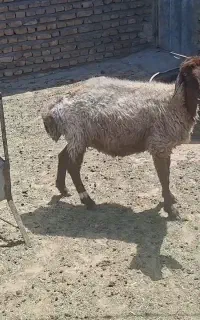 دو راس میش ابستن سنگین
