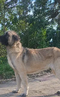 سگ سرابی ماده