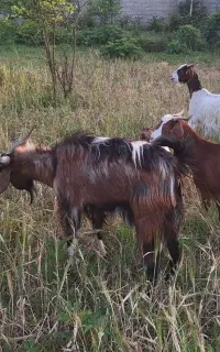 نر‌بز‌معاوضعه‌با‌گوسفند