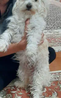 سگ شیتزو