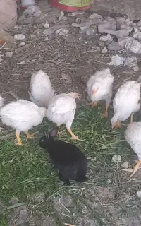 خرگوش....جوجه گوشتی