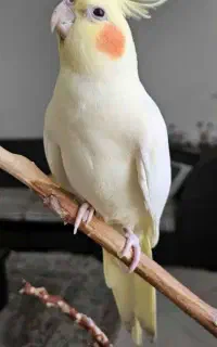 عروس هلندی