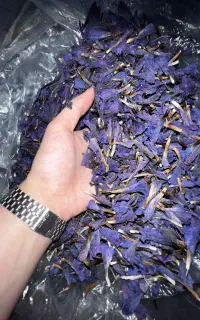 گل گاوزبون کوهی دست چین