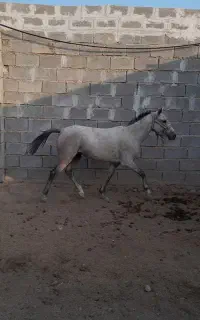 مادیون 2ساله اصیل