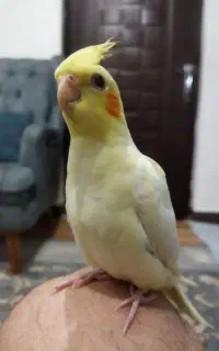 مرغ عروس هلندی