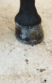 نعلبندی اسب