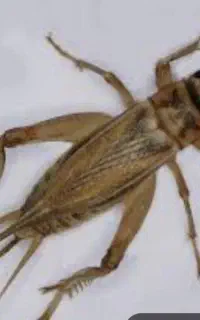 جیرجیرک