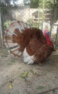 بوقلمون  مرغ  خروس