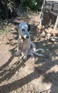 سگ نر
